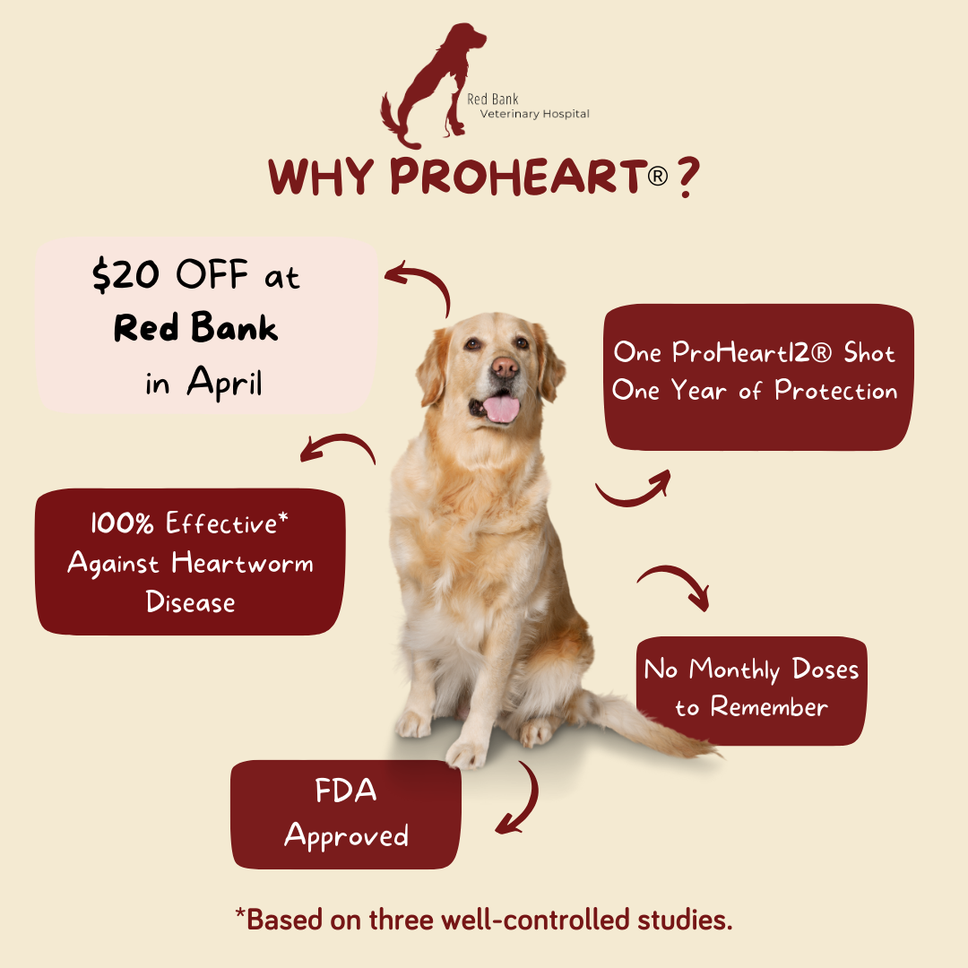 Red Bank Veterinary Hospital Cincinnati Family Veterinary Services