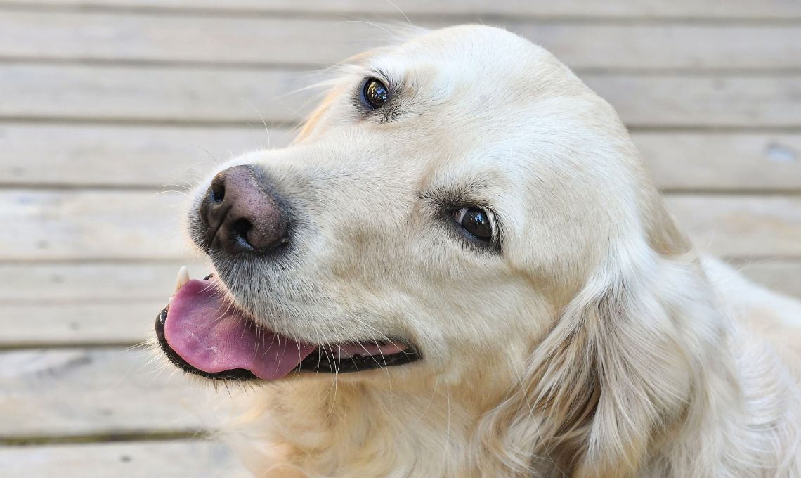 Smiling dog fear free protocol