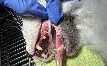 teeth cleaning
