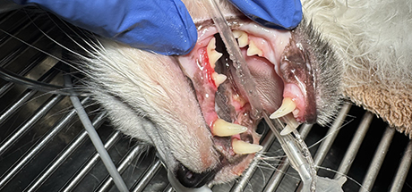 teeth cleaning