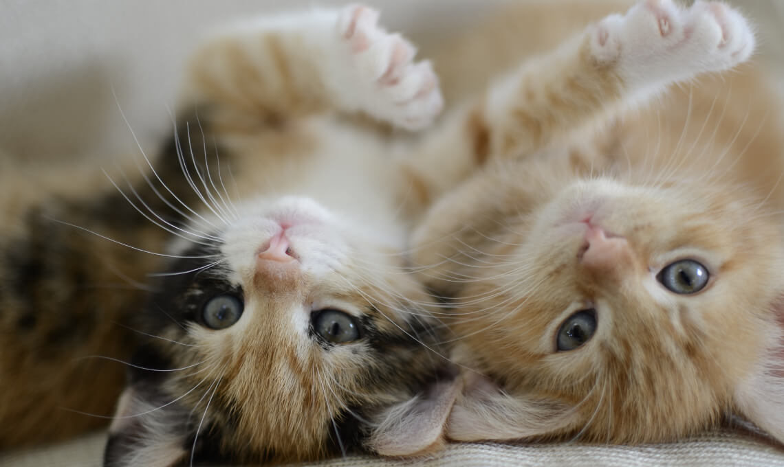 Two playful kittens, a calico and an orange tabby, lying upside down — Cincinnati, OH