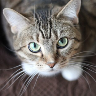 Tabby cat looking up – cat services in Cincinnati, OH