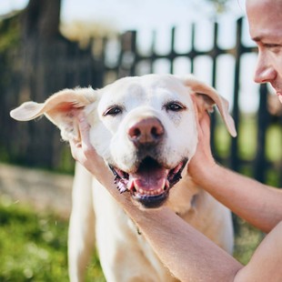 Happy Labrador with owner – dog services in Cincinnati, OH