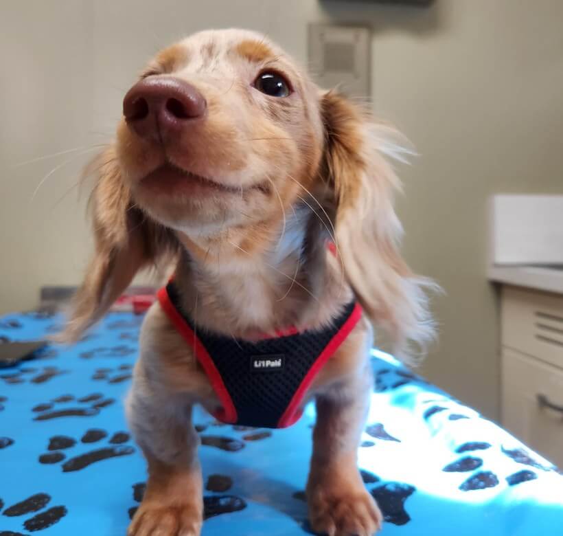 Fluffy puppy in a red harness on the exam table – full service pet clinic in Cincinnati, OH