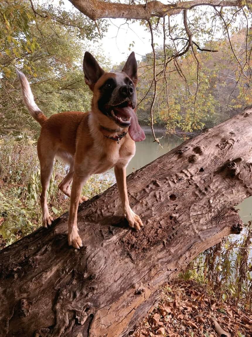 Happy dog standing on a fallen tree by the river – Cincinnati, OH