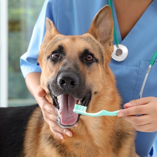 German Shepherd getting teeth brushed – pet dental care in Cincinnati, OH