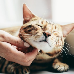 Cat enjoying a chin scratch – pet wellness care in Cincinnati, OH
