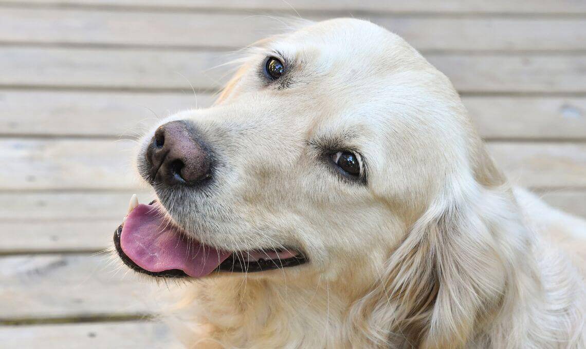 Happy golden retriever smiling with its tongue out — Cincinnati, OH