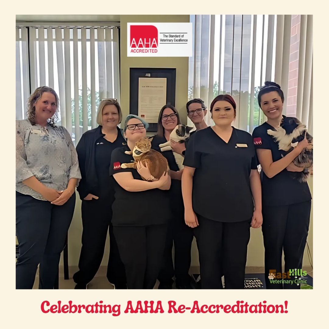AAHA Re-Accreditation East Hills Vet