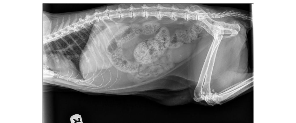 XRay Constipated Cat