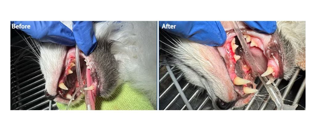 Cat dental cleaning before and after