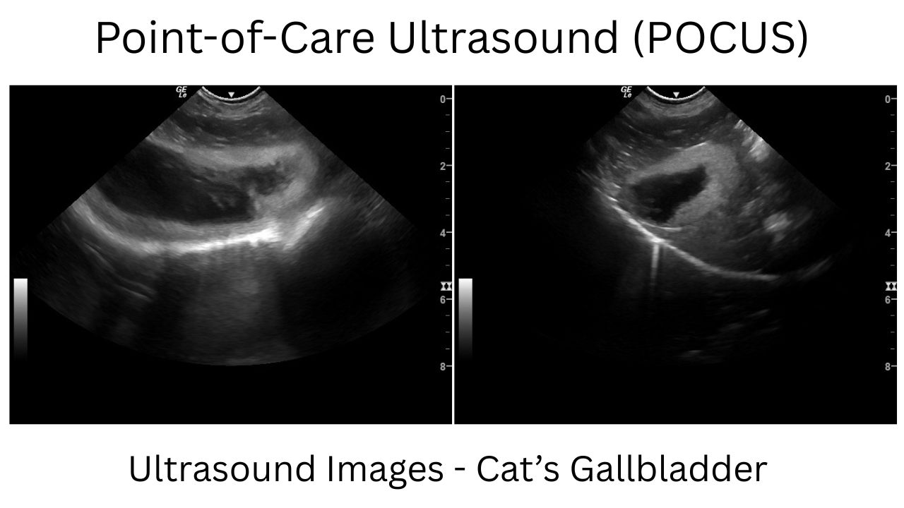 Image of Cat Gallbladder Ultrasound