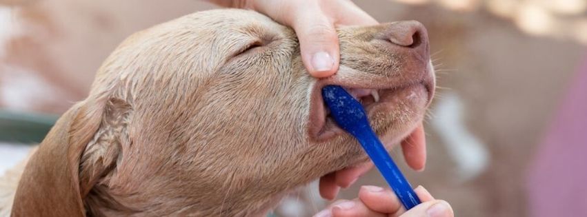 Dog having his teeth brushed