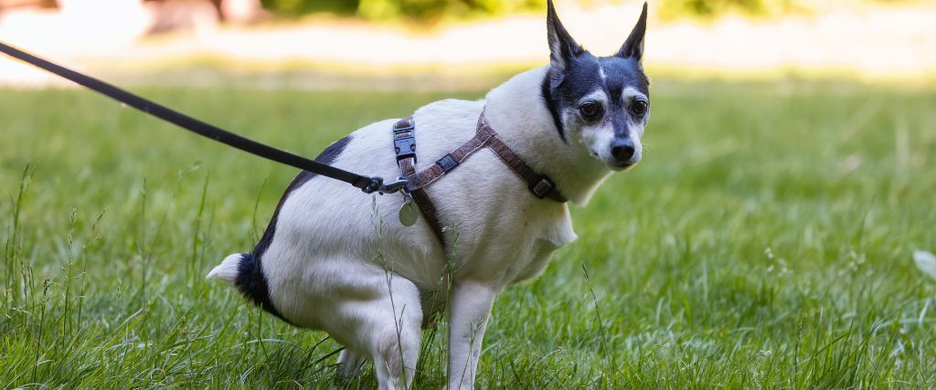 Dog Pooping Fecal Sample