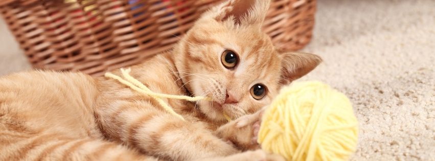 Indoor cat needs parasite prevention