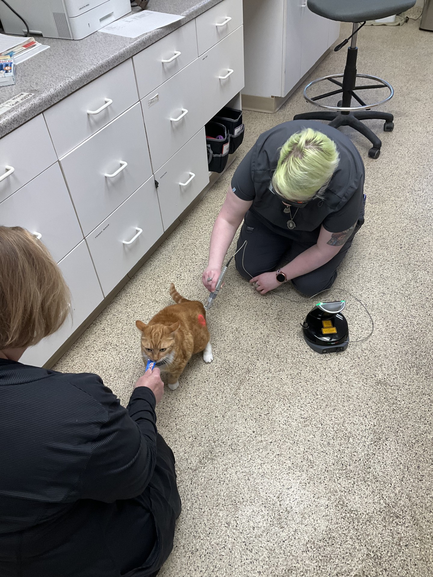 Lucy Feline Laser Therapy at East Hills Vet