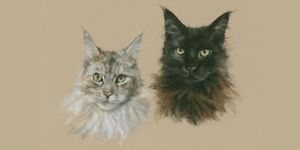 Maine coons Portraits