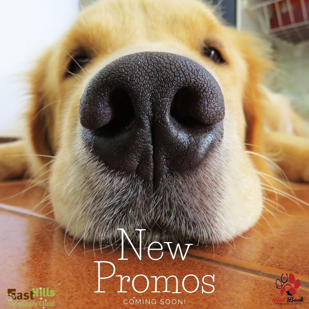 Cincinnati Family Vet New Promos 