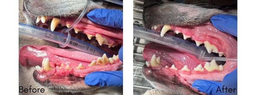 Before and after images of dog dental cleaning at Cincinnati Family Vet