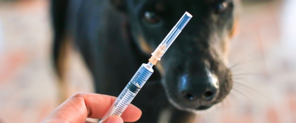Rabies Vaccine Cincinnati Ohio