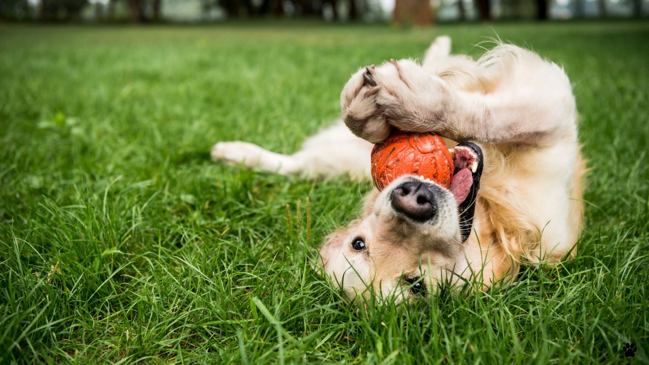 Golden Retriever Rolling in Grass With Ball