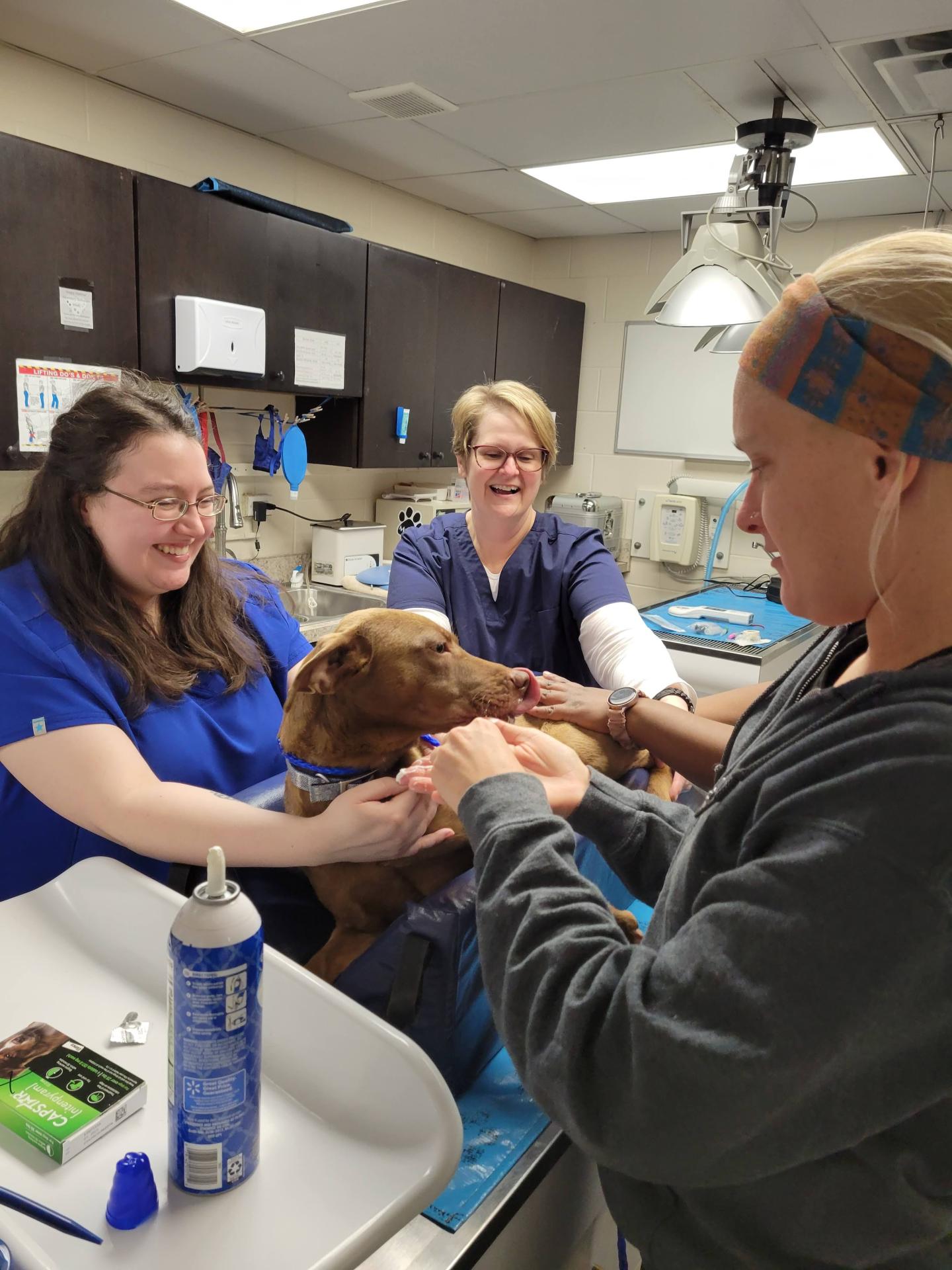 dog services at east hills, tennesee ave and red bank veterinary