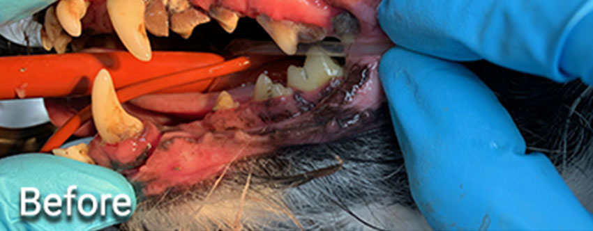 dental before image