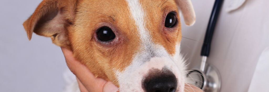 Redness around dog's eye during allergies