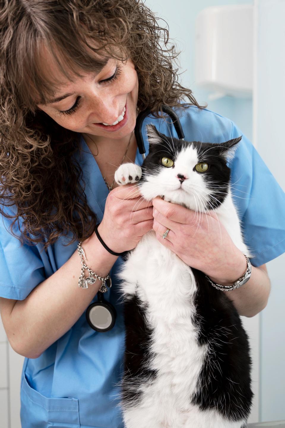 black and white cat with doctor