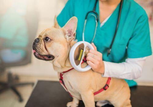 A dog getting microchipped at the vet. 