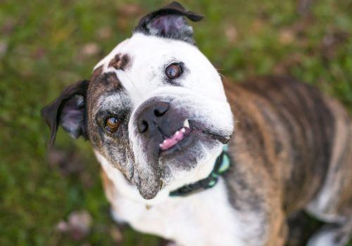 Pet Medical FAQ