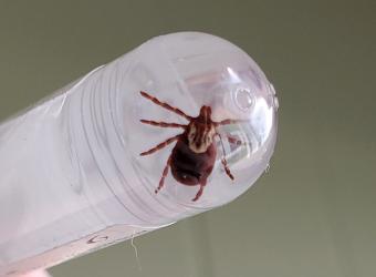 Check Your Pets for Ticks