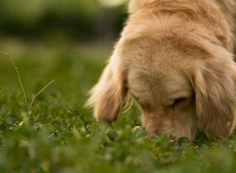 Can Dogs Eat Cicadas? And All of Your Other Questions About Dogs and Cicadas Answered