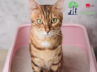 Does My Cat Have a UTI?