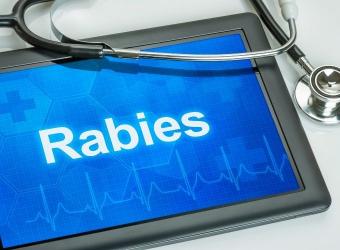 What Every Pet Owner Needs to Know About Rabies
