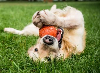 Ehrlichia in Dogs