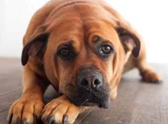 Immune-Mediated Polyarthritis in Dogs