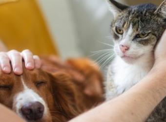 Year-Round Parasite Prevention for Cincinnati Pets