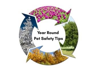 How Cincinnati Weather Affects Your Pet