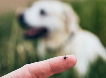 Anaplasmosis in Dogs