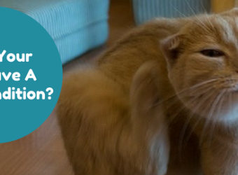 Does Your Cat Have a Skin Condition?
