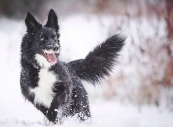Can Dogs Get Frostbite? What Owners Need to Know to Keep Their Dogs Safe During Cold Weather