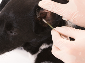 5 Tips & Tricks for Cleaning Your Dog's Ears at Home
