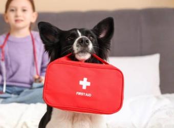 How to Make a Pet First Aid Kit