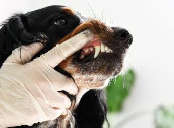 Inside the Canine Tooth: Exploring Endodontic Care for Dogs
