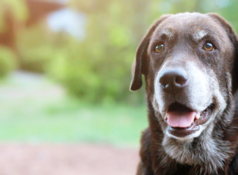 Arthritis In Dogs & Cats