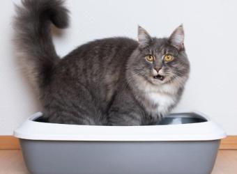 Cat Constipation