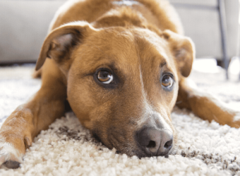 Everything You Never Wanted to Know About Scooting and Anal Glands