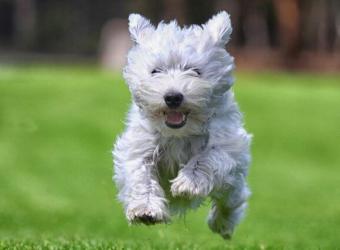 How Chiropractic Care Supports Whole-Body Health in Dogs