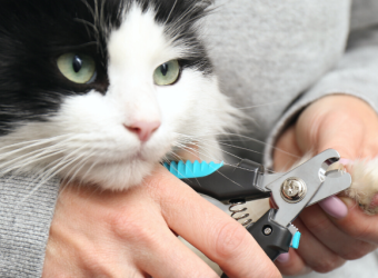 How to Trim Your Cat's Nails